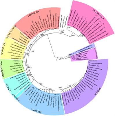 Evolutionary analyses of polymeric immunoglobulin receptor (pIgR) in the mammals reveals an outstanding mutation rate in the lagomorphs